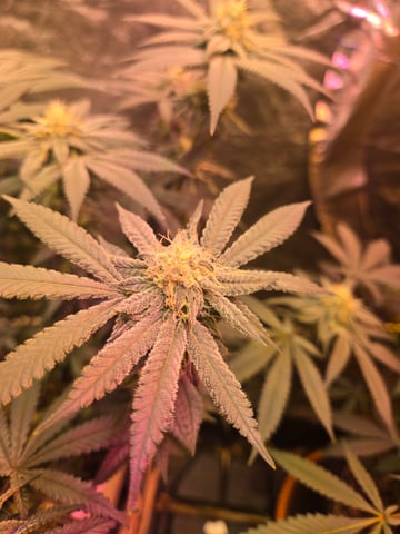 fruitstripe-x-breathworks VS Tropical cherry vs kush cake. vs og haze — flower, day 90