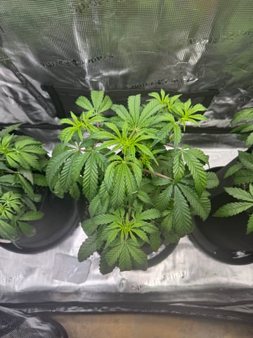 wedding cake auto FIRST GROW! — flower, day 30