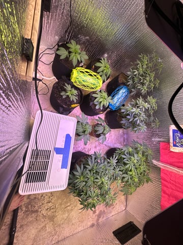 Gelly Mama and Sugar Tree — flower, day 84