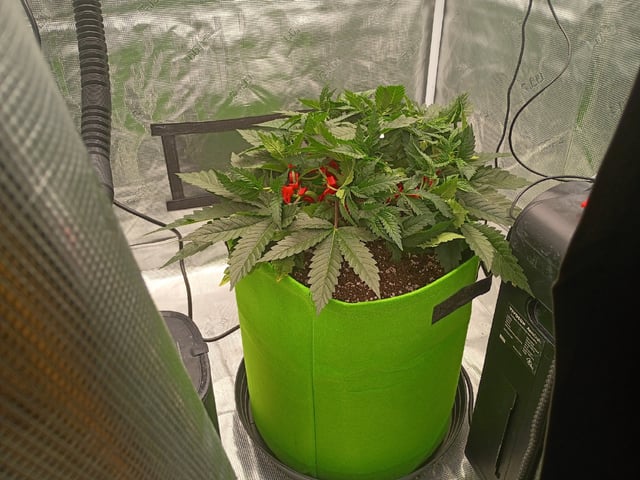 FastBuds Photo-Lemon Mandarin  — vegetative, day 51