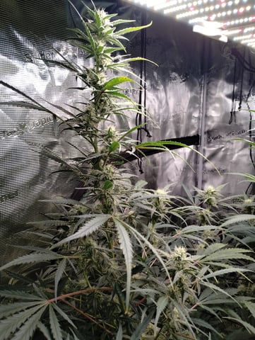 First grow — flower, day 69