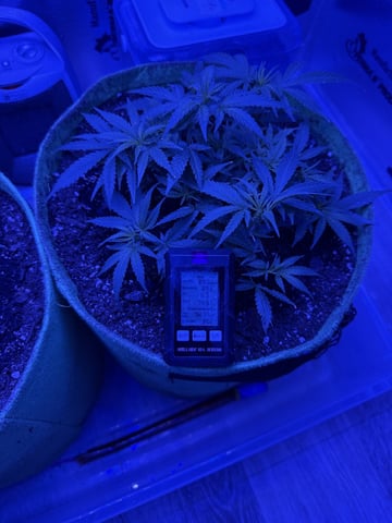 First time growing  — vegetative, day 22
