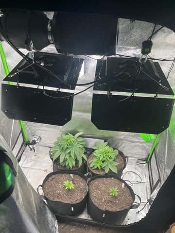 My First Four — vegetative, day 35