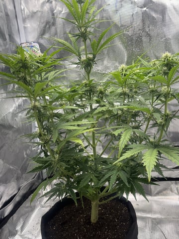 Indoor