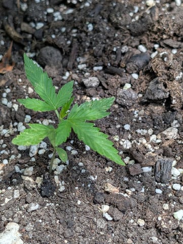 Gorilla Cookies Auto — seedling_rooting, day 9