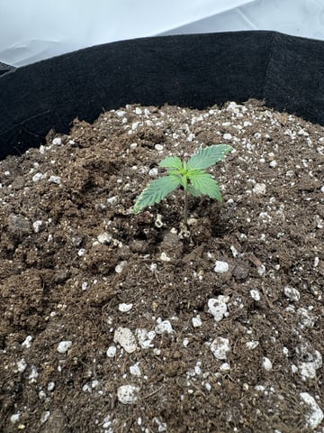 My First Grow — vegetative, day 8