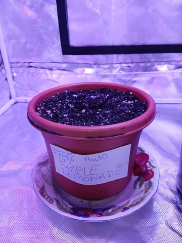 CountryG  — seedling_rooting, day 5