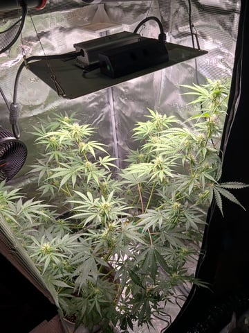 black gorilla feminized  — flower, day 23