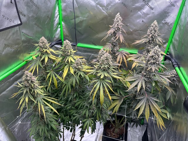First grow — flower, day 111
