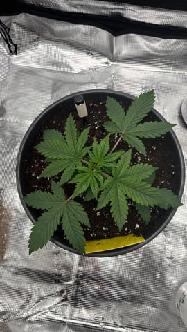 #1 momo (purple punch) — vegetative, day 19
