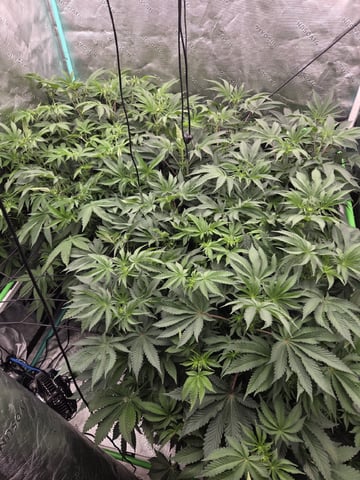 Relentless Genetics Trop Cherry S1 — flower, day 36