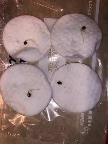 My First Home Grow  — germination, day 1