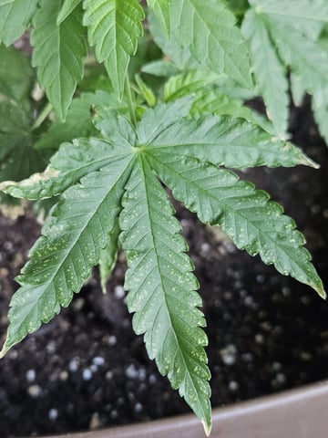 Blue Jamacian (Jess) — vegetative, day 120