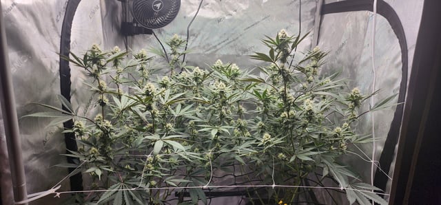 First clones (Dr nefario)  — flower, day 55