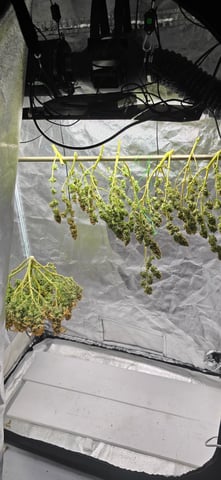 First grow - LCG(seed), GG#4(seed [possibly gorilla cookies]), Jack Hearer(clone)