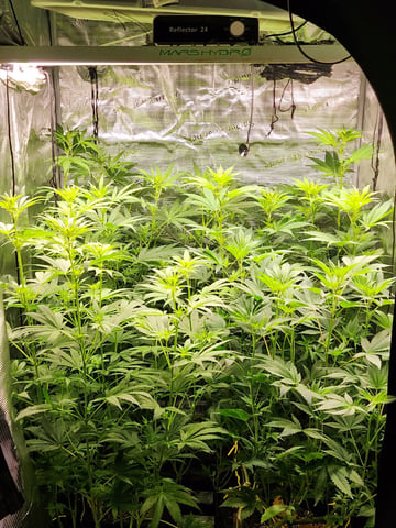 Hashburger And Lemon Deisel — harvest, day 3