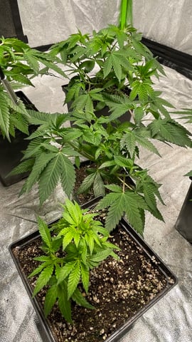 Clones GodFather OG Clones — vegetative, day 20