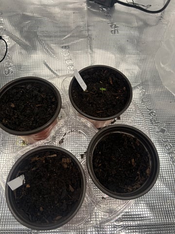 2025-26 harvest INDOOR — seedling_rooting, day 33