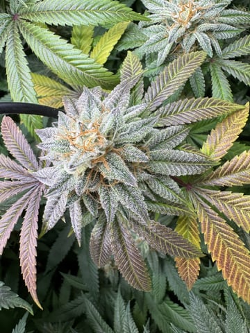 7 Strains 14 Plants  — flower, day 138