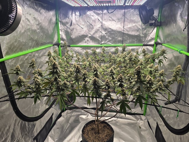 CLONES — flower, day 102