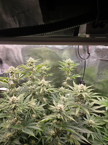 Northern lights #10 (Alaska) — flower, day 63