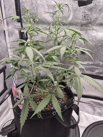 Sundae Driver — vegetative, day 55