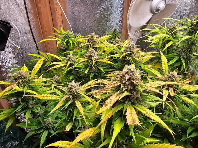 round 2 — flower, day 79