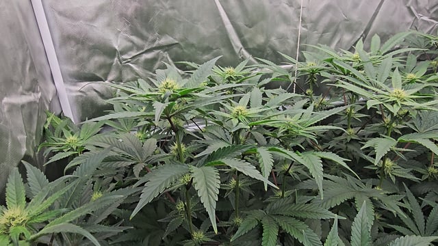 OG Kush  — flower, day 66