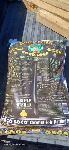 First Grow — germination, day 3