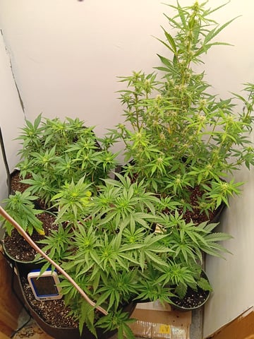 Indoor Closet Grow — flower, day 61