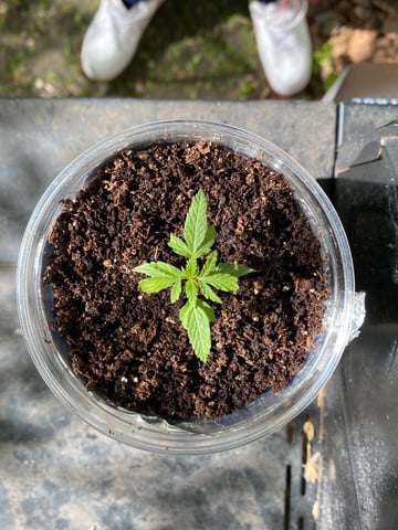 My First Grow — vegetative, day 31