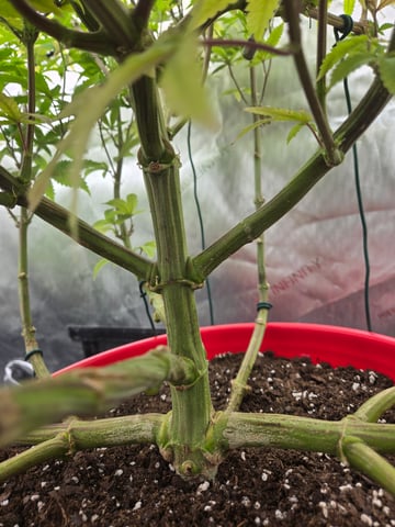 First Grow — vegetative, day 47