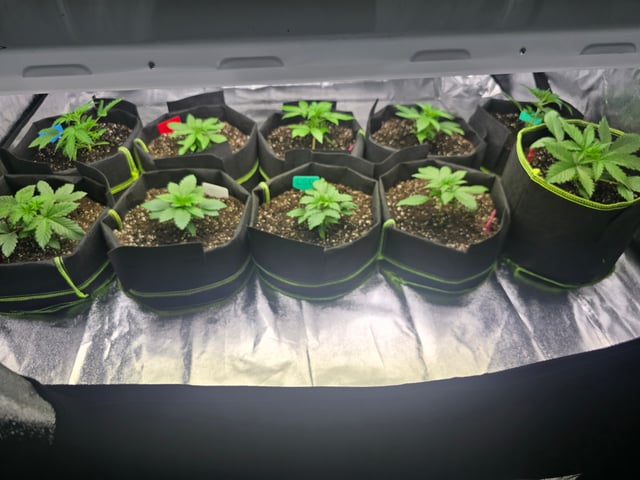 2nd Autoflower Indoor Grow — vegetative, day 19