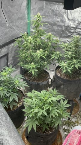 420 Fast Buds  — flower, day 60
