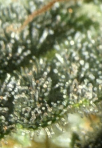Indoor & Outdoor Grow 6 — done, day 73