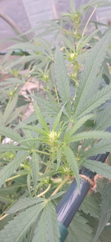 1st grow (green house)(natural) — flower, day 78