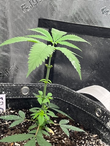 2nd go  — vegetative, day 49