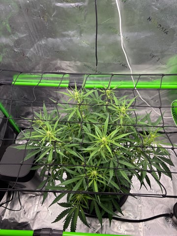 Fall 2025 Grow — flower, day 38