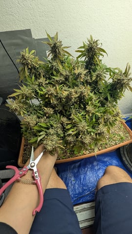 Quick Auto Summer Grow — harvest, day 74