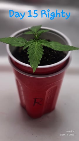 wedding — vegetative, day 1