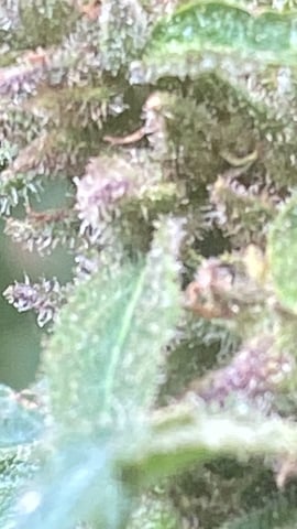 AutoRuntz — harvest, day 2