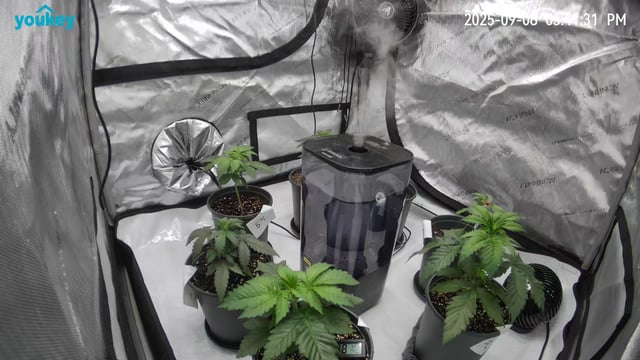 Homegrown - 🍒 🥧 & GSC Auto, 🚀 Seeds 🍌 Buttercups  — vegetative, day 25