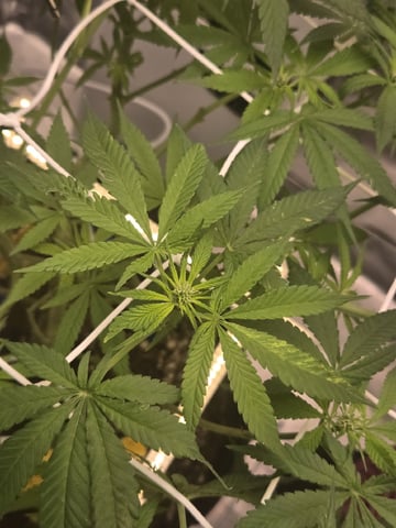 first grow second plant 