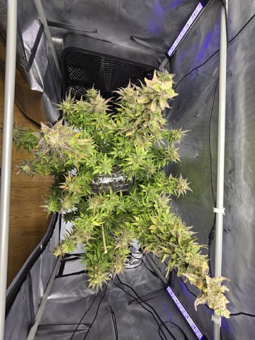 First Indoor Grow — flower, day 128