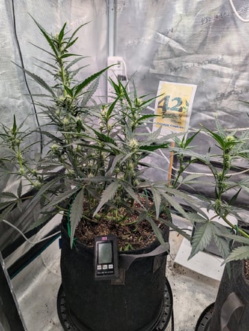 Fastbudz Payaya Cookies — flower, day 38