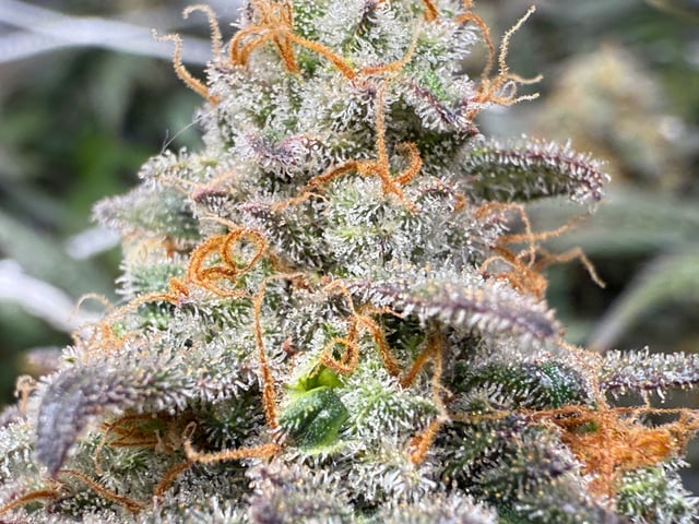 Green Gelato — flower, day 109