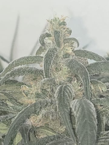 first grow second plant  — flower, day 105