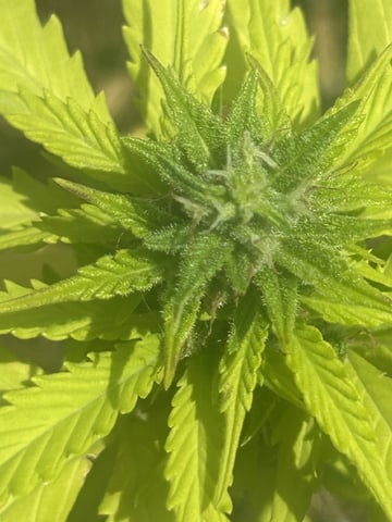 Tincture Trial — flower, day 55