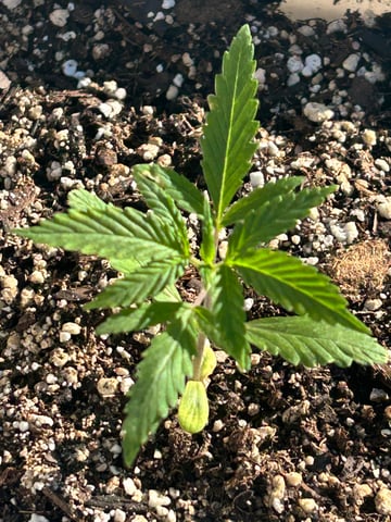 First ever grow — vegetative, day 29