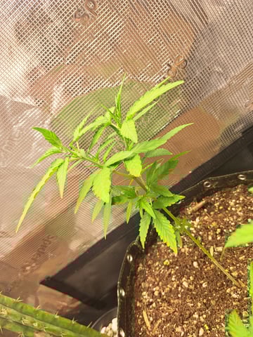Bucket List Grow #2 — vegetative, day 90